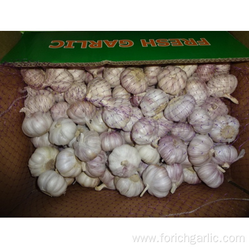 Normal White Garlic High Quality 2019
